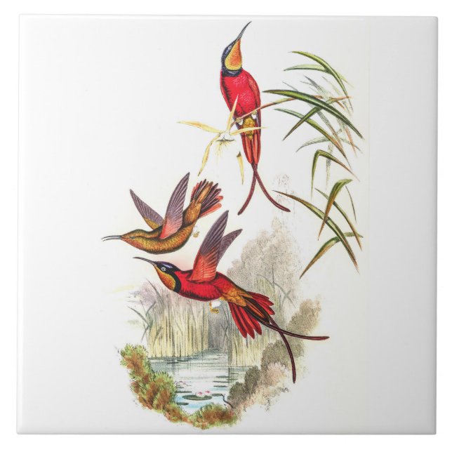 Vintage Hummingbirds by John Gould Kakelplatta (Framsidan)