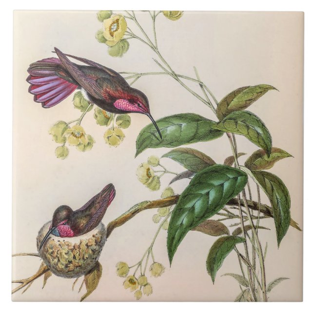 Vintage Hummingbirds by John Gould Kakelplatta (Framsidan)