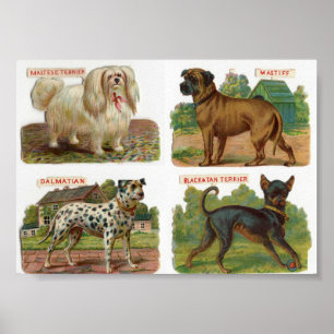 Vintage Hund aveln Illustration Poster