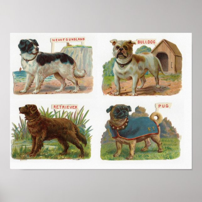 Vintage Hund aveln Illustration Poster (Framsidan)