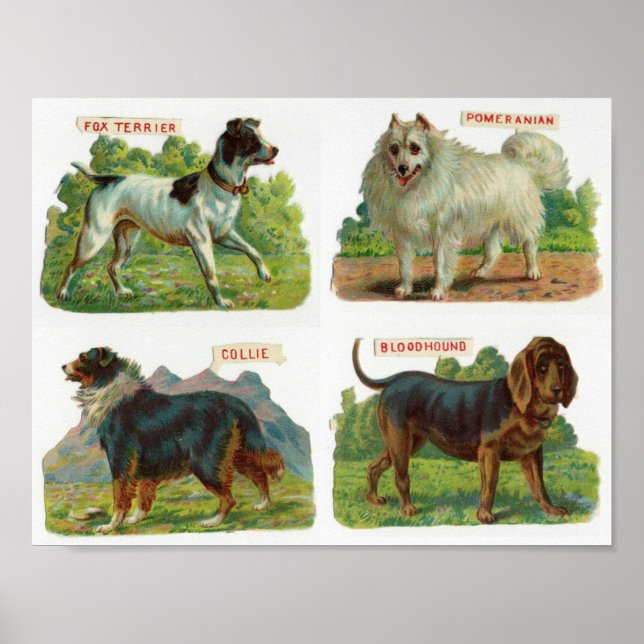 Vintage Hund aveln Illustration Poster (Framsidan)
