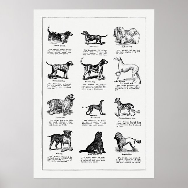 Vintage Hund aveln Illustration, Retro Hundar Poster (Framsidan)