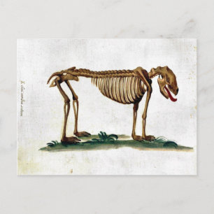 Vintage Hund Skeleton Vykort