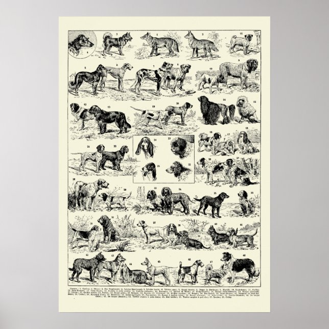 Vintage Hundrasers Illustrationer från Adolphe Mil Poster (Framsidan)