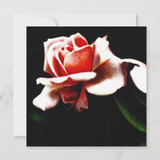 Vintage Hybrid Tea Ros Botanisk (Framsida)