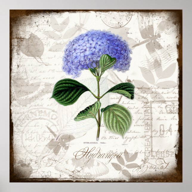 Vintage Hydrangea Poster (Framsidan)