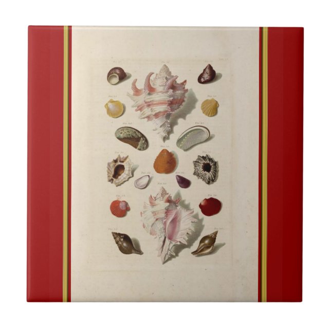 Vintage Illustrated Seashell Tile Kakelplatta (Framsidan)