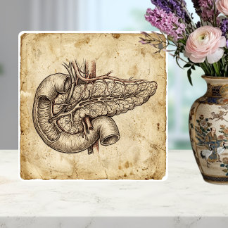 Vintage Illustration Anatomisk Skiss av Bukspottkö Kakelplatta