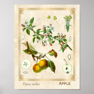 Vintage Illustration Apple Fruit Botanical Blommig Poster