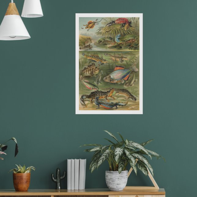 Vintage illustration av amfibier och fiskar - anti poster (Vardagsrum 1)