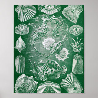 Vintage illustration av benfiskar från marin zoolo poster