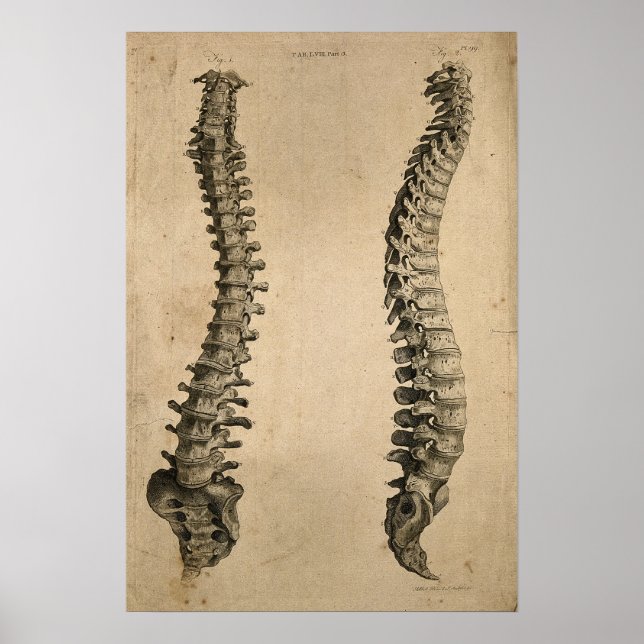 Vintage Illustration av Bones Human Spine Poster (Framsidan)