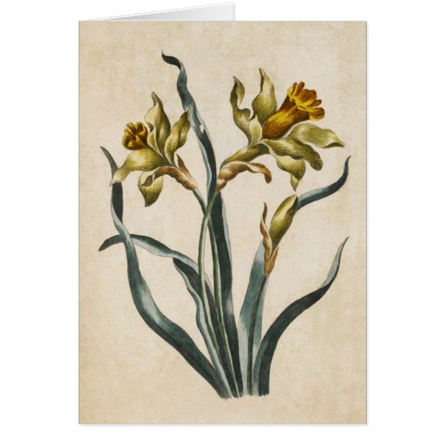 Vintage Illustration av botanisk Blommigt Daffodil Hälsningskort (Framsidan)