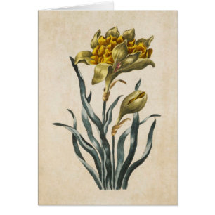 Vintage Illustration av botanisk Blommigt Daffodil Hälsningskort