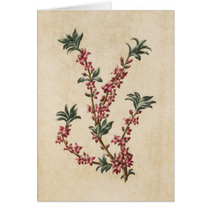 Vintage Illustration av botanisk Blommigt Mezereon Hälsningskort