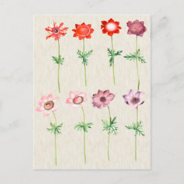 Vintage Illustration av botaniska anemon Vykort