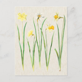 Vintage Illustration av botaniska dils Vykort