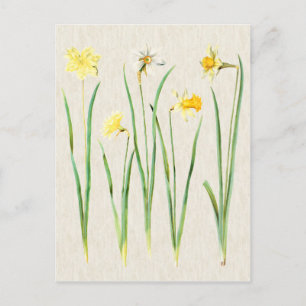 Vintage Illustration av botaniska dils Vykort
