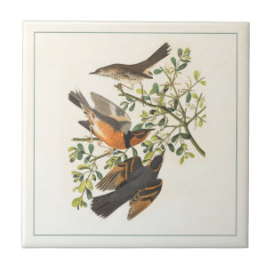 Vintage Illustration av botaniska fåglar Kakelplatta