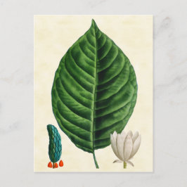 Vintage Illustration av botaniska gurkor Träd Vykort