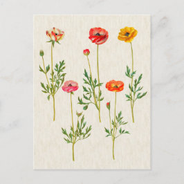 Vintage Illustration av botaniska kalendlar Vykort