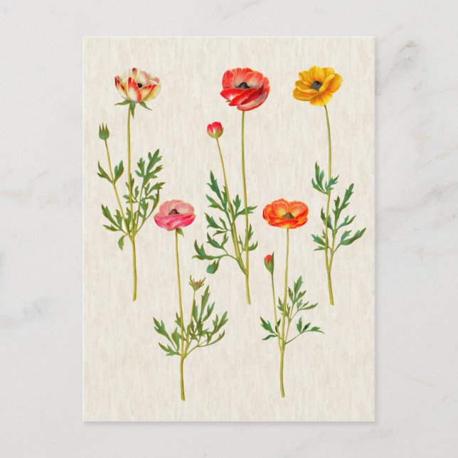 Vintage Illustration av botaniska kalendlar Vykort (Framsida)