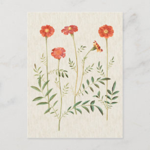 Vintage Illustration av botaniska Marigolds Vykort