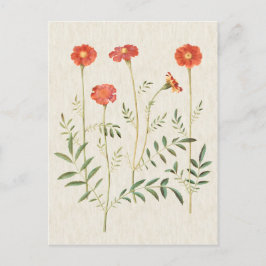Vintage Illustration av botaniska Marigolds Vykort