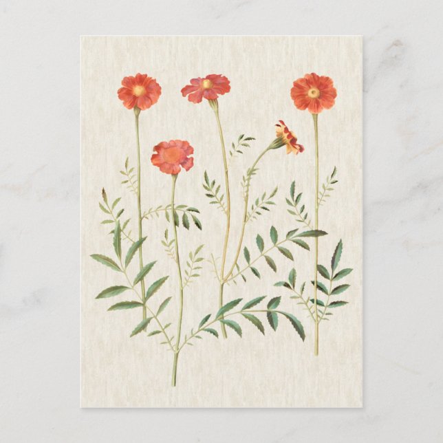 Vintage Illustration av botaniska Marigolds Vykort (Framsida)