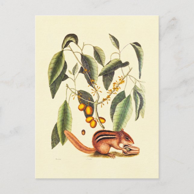 Vintage Illustration av Chipmunk Vykort (Framsida)