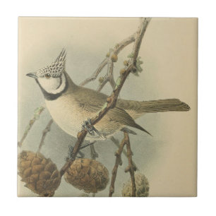 Vintage: Illustration av europeisk stam Kakelplatta
