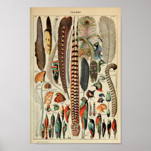 Vintage Illustration av fågelludd Poster