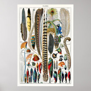 Vintage Illustration av fågelludd Poster