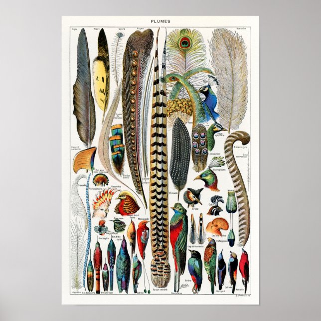 Vintage Illustration av fågelludd Poster (Framsidan)