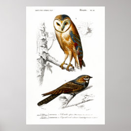 Vintage Illustration av fåglar Poster