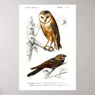 Vintage Illustration av fåglar Poster