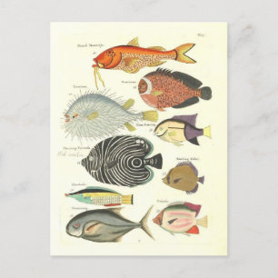 Vintage Illustration av färglös fisk Vykort
