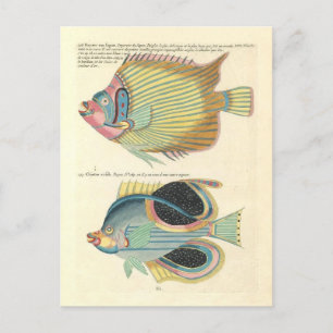 Vintage Illustration av färglös fisk Vykort