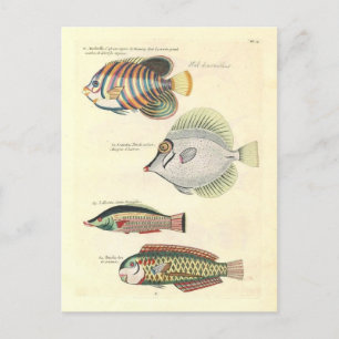 Vintage Illustration av färglös fisk Vykort