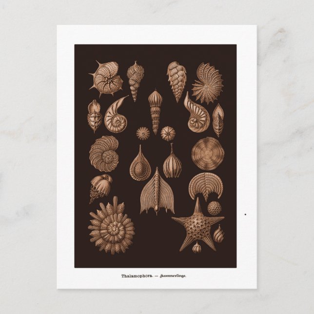 Vintage illustration av havsliv postkort vykort (Framsida)