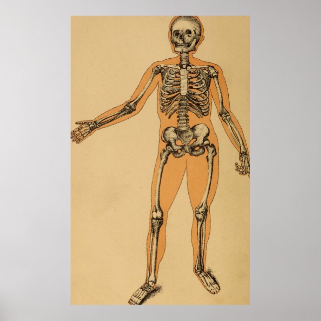 Vintage Illustration av humant Skeleton (1887) Poster (Framsidan)