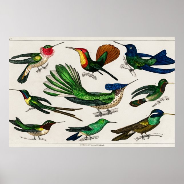Vintage illustration av hummingbird poster (Framsidan)