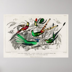 Vintage illustration av hummingbird poster