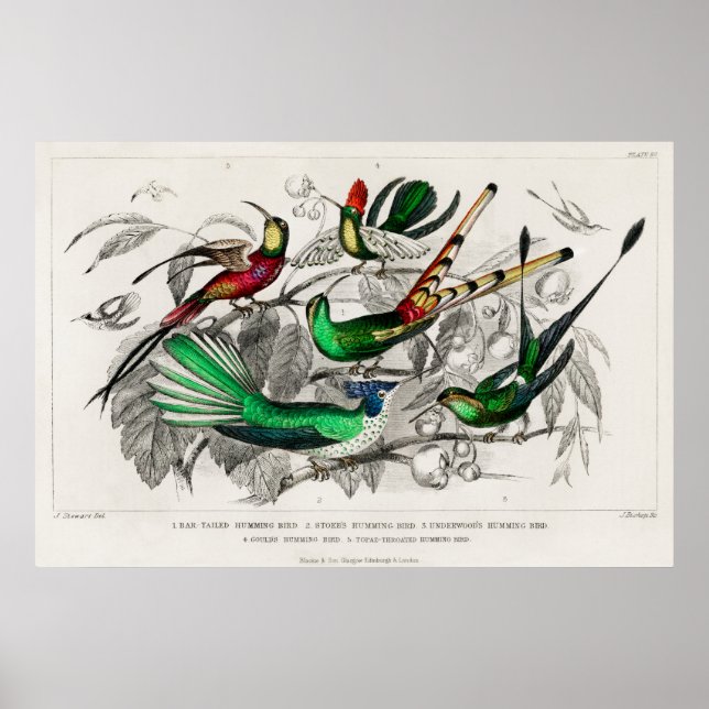 Vintage illustration av hummingbird poster (Framsidan)