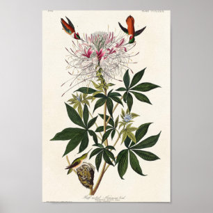 Vintage illustration av hummingbird poster
