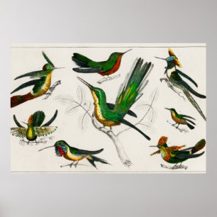 Vintage illustration av hummingbird poster
