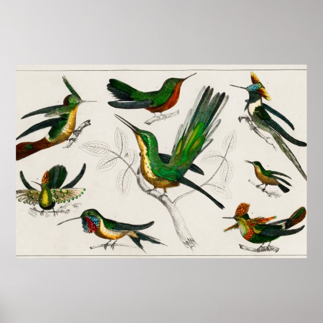 Vintage illustration av hummingbird poster (Framsidan)