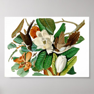 Vintage illustration av hummingbird poster