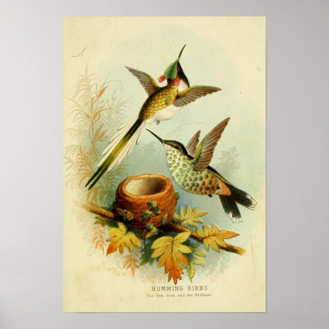 Vintage illustration av hummingbird poster (Framsidan)
