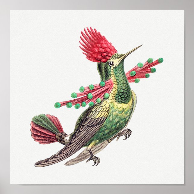 Vintage illustration av hummingbird poster (Framsidan)